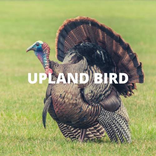 upland bird