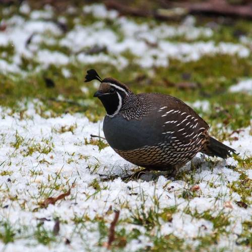 quail in snow