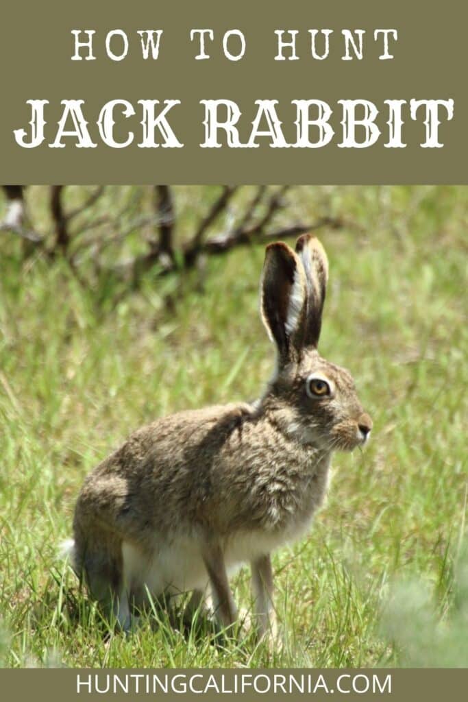 rabbit hunting in california