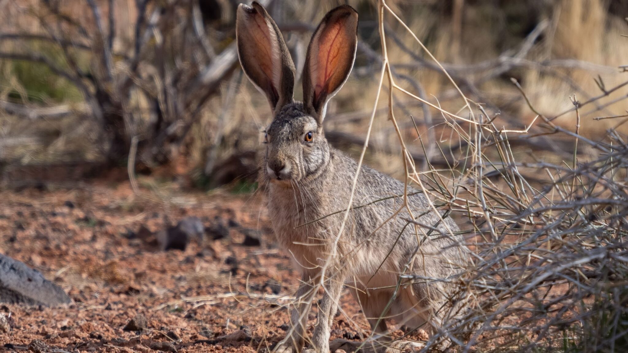 Home Rabbit Hunting Rabbit Hunting in California - HUNTING CALIFORNIA