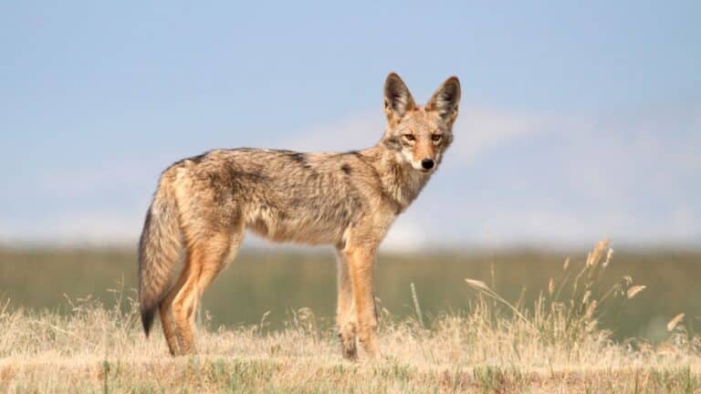 Coyote's Wild Home main image 1