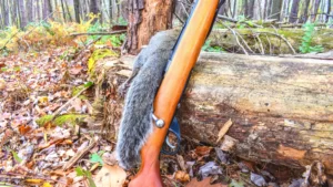 squirrel hunting California