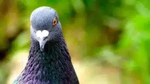 parasite, ban-tailed pigeon