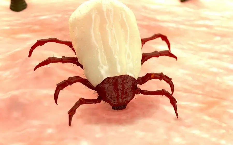 graphic of a tick biting with it's head under the skin. 