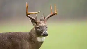 deer hunting in the rain