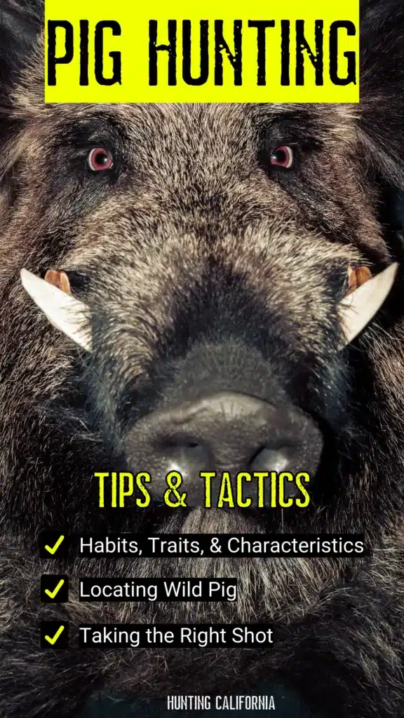 wild pig hunting tips and tactics