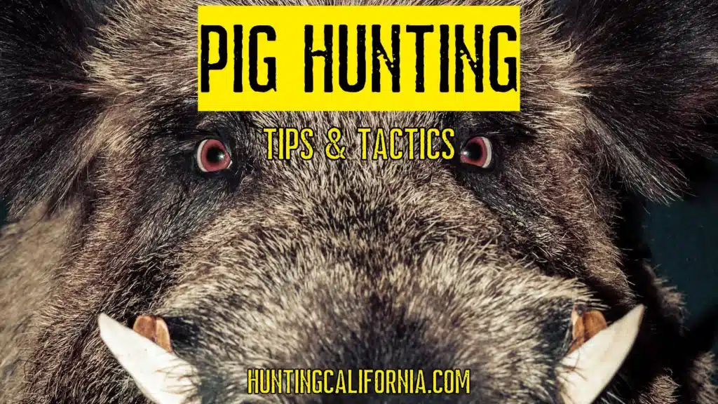 pig hunting tips and tactics