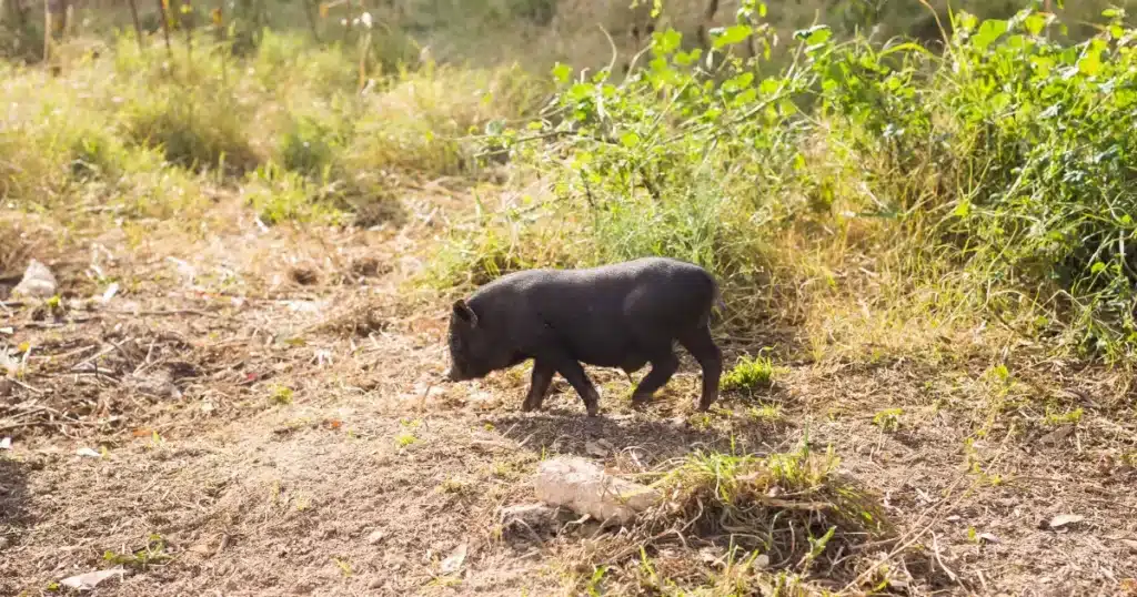 A well-worn pig trail in the California woods.