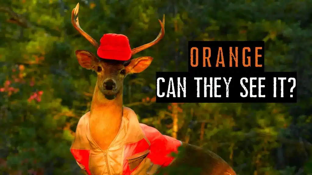 can deer see hunter orange